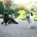 2008: Hund und Katz